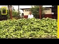 Tristram Stuart: The Beauty of Ugly Food | Nat Geo Live