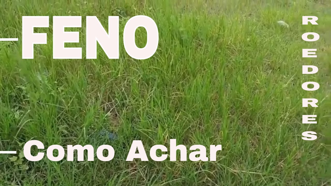 Como fazer feno para porquinhos da índia e outros roedores  |#4