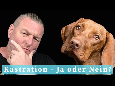 Video: Kleiner Hund wurde mit 