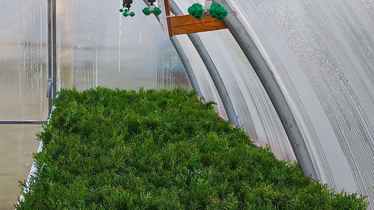 Автономная теплица череночник по черенкованию туи -  третий день работы после посадки туй.