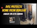 Dog protects home from burglar on CCTV camera 🏠🐕 | Real footage caught on camera! #dog #pets #funny
