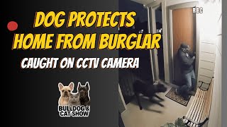 Dog protects home from burglar on CCTV camera 🏠🐕 | Real footage caught on camera! #dog #pets #funny 