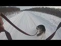 Как должна проходить прогулка с хаски | Коба показывает класс | Husky Vlog