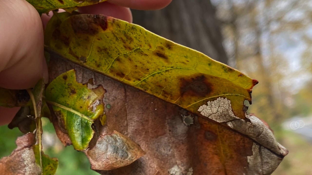 Quercus imbricaria (Fagaceae) shingle oak