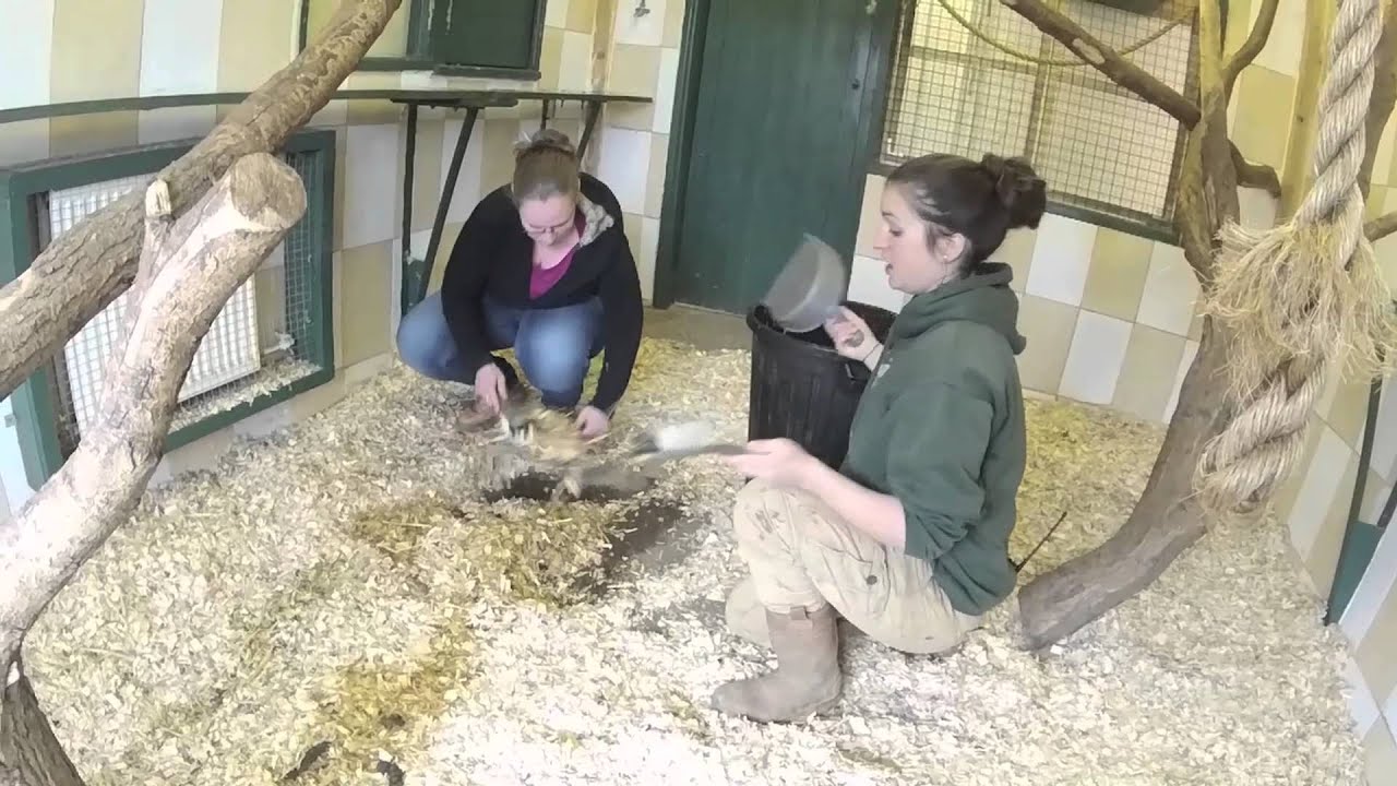 Noah's Ark Farm Zoo Keeper Experience