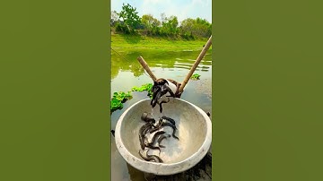 Cá Lớn - Bẫy Cá thật đơn giản 👍 #khacthuyvlogg