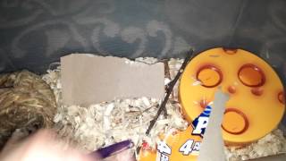 New pet African Soft Furred Rats screenshot 5