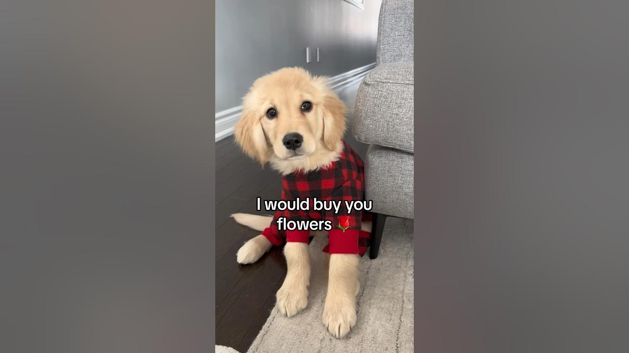 Would you be my friend? π₯ΉπΉ #puppy #goldenretriever #puppyvideos #dog #dogs Would you be my friend? π₯ΉπΉ #puppy #goldenretriever #puppyvideos #dog #dogs