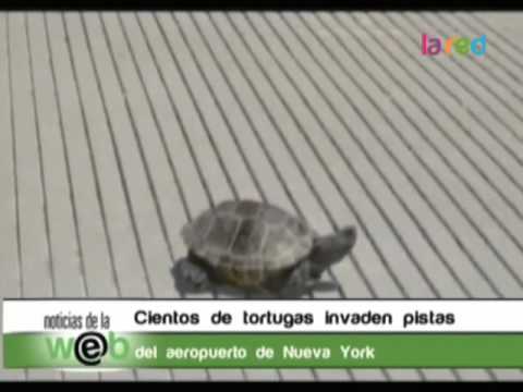 Vídeo: Las Tortugas En La Pista Del Aeropuerto Retrasan Los Vuelos - Matador Network