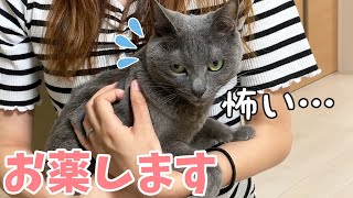 猫たちの大嫌いなお薬の時間です！