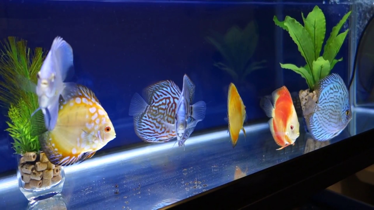 初心者のディスカス水槽 3ヶ月経過 Discus Fish Youtube