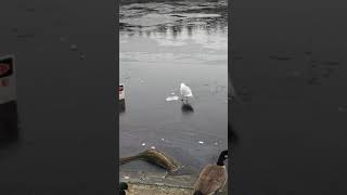 Seagull walking on the very thin ice