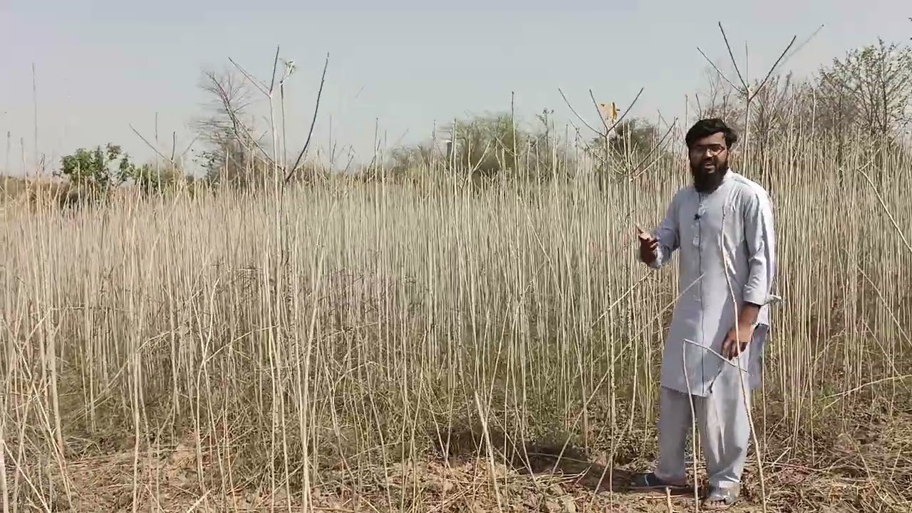 Simbal farming in Pakistan| Simbal plants at whole sale price| Simbal Nursery| Simbal plants|