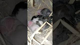 "أول يوم بعد ولادة الأرنبـة العجوزة… المفاجأة 😱🐇"