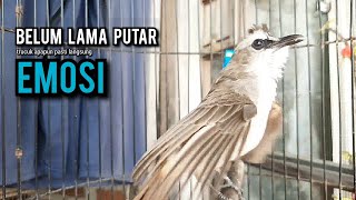 Trucukan Gacor Tarung Ropel Panjang Pancingan Trucukan Agar Bunyi Jadikan Burung Trucuk Gacor Nyaut