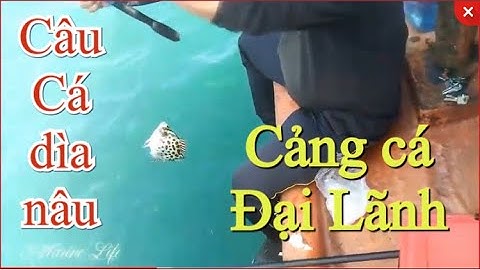 Những Pha Giật Cá Giò Cá Dìa Nâu Hấp Dẫn Của Các Cần Thủ Tại Cảng Cá | Người Đại Lãnh