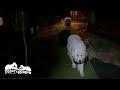 お母さんに呼ばれるとちゃんと言うことを聞くルンルンとアランです Great Pyrenees グレートピレニーズ