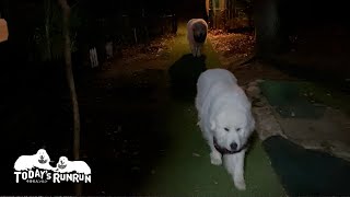 お母さんに呼ばれるとちゃんと言うことを聞くルンルンとアランです　Great Pyrenees　グレートピレニーズ