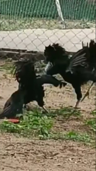 Black chicken  fighting#Ayam Cemani #awesome pets and animals