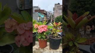 eufobia mili plant #ytshort #funny #terracegardenindia #floweringplant #comedy
