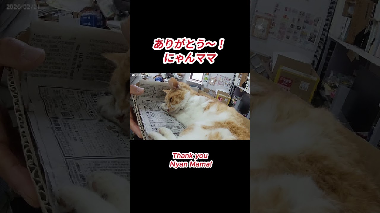ありがとう～！にゃんママ！0221#cat#猫大好き#虹の橋#だじゃたまニャン#猫別れ