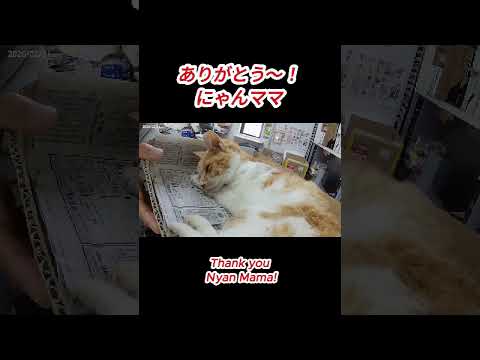 ありがとう～！にゃんママ！0221#cat#猫大好き#虹の橋#だじゃたまニャン#猫別れ