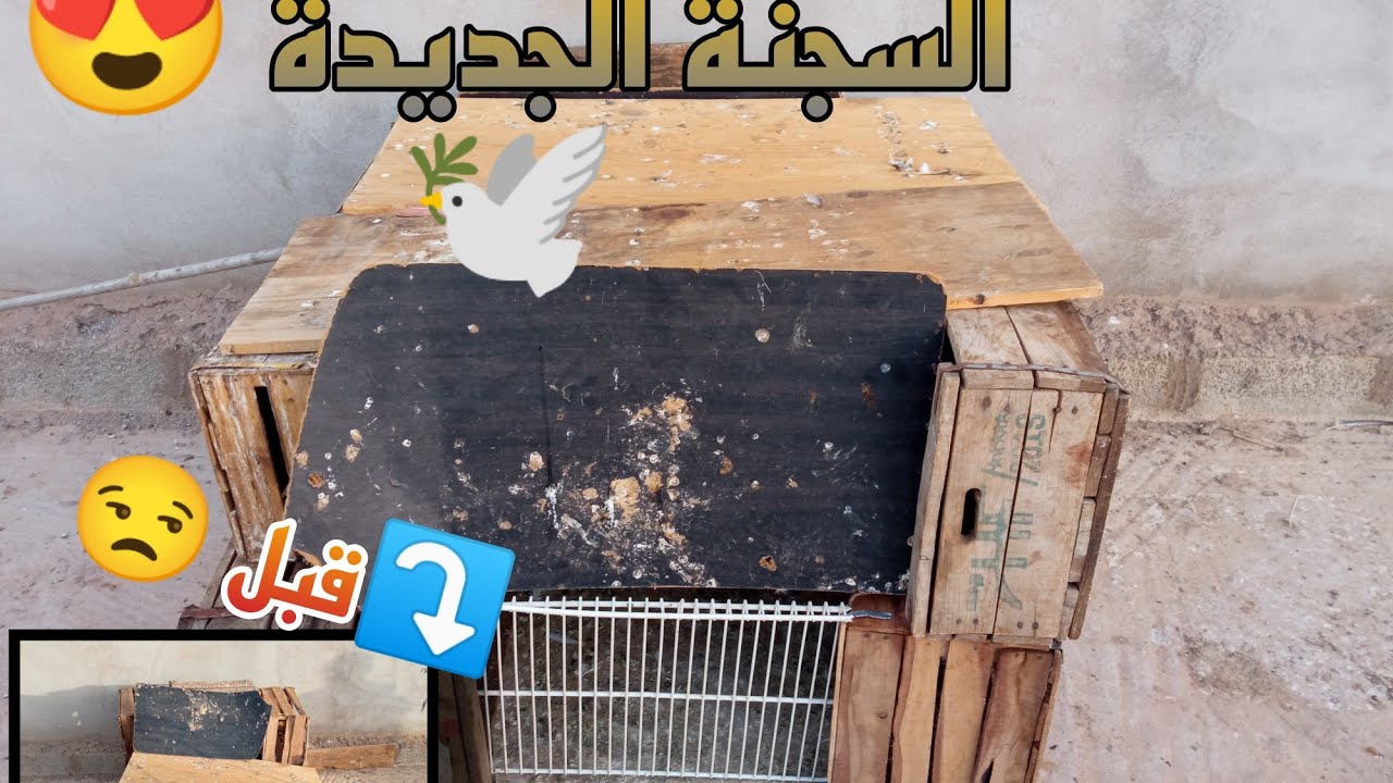 كيفية صنع سجنة للحمام🕊️ + انثى حمام النفاخ على وشك طرح البيضة 🤩🥚