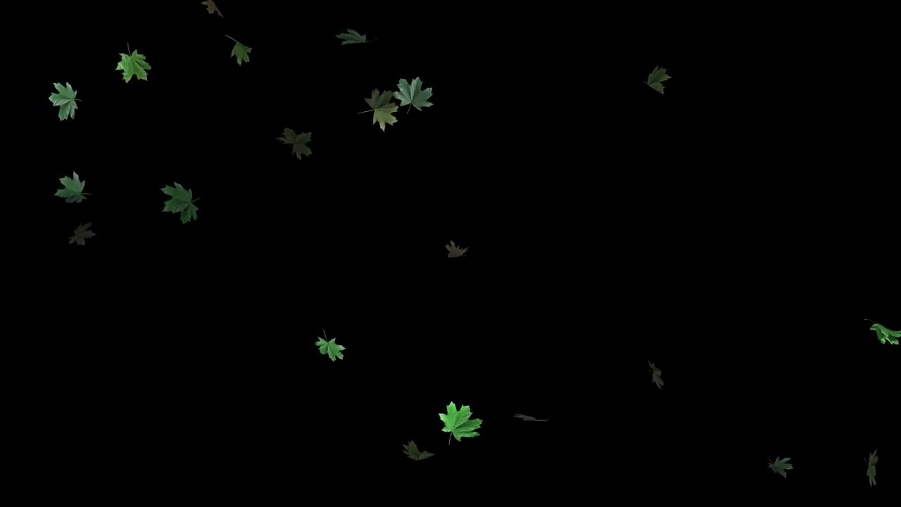 Realistic Maple Leaves Falling Black Background 4K (No Loops) | 1 Hour Silent Screensaver Overlay