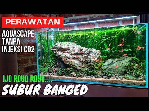 Cara Membuat Dan Merawat Aquascape