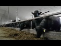 Milking A Water Buffalo - Dinner Starts Here (Farm 16)