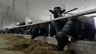 Milking A Water Buffalo - Farm 16 - Dinner Starts Here