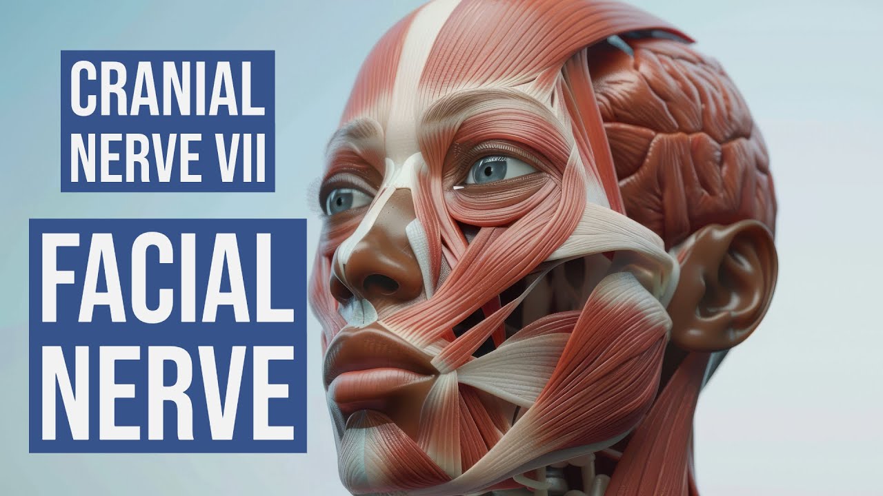 Cranial Nerve VII - Facial Nerve - YouTube