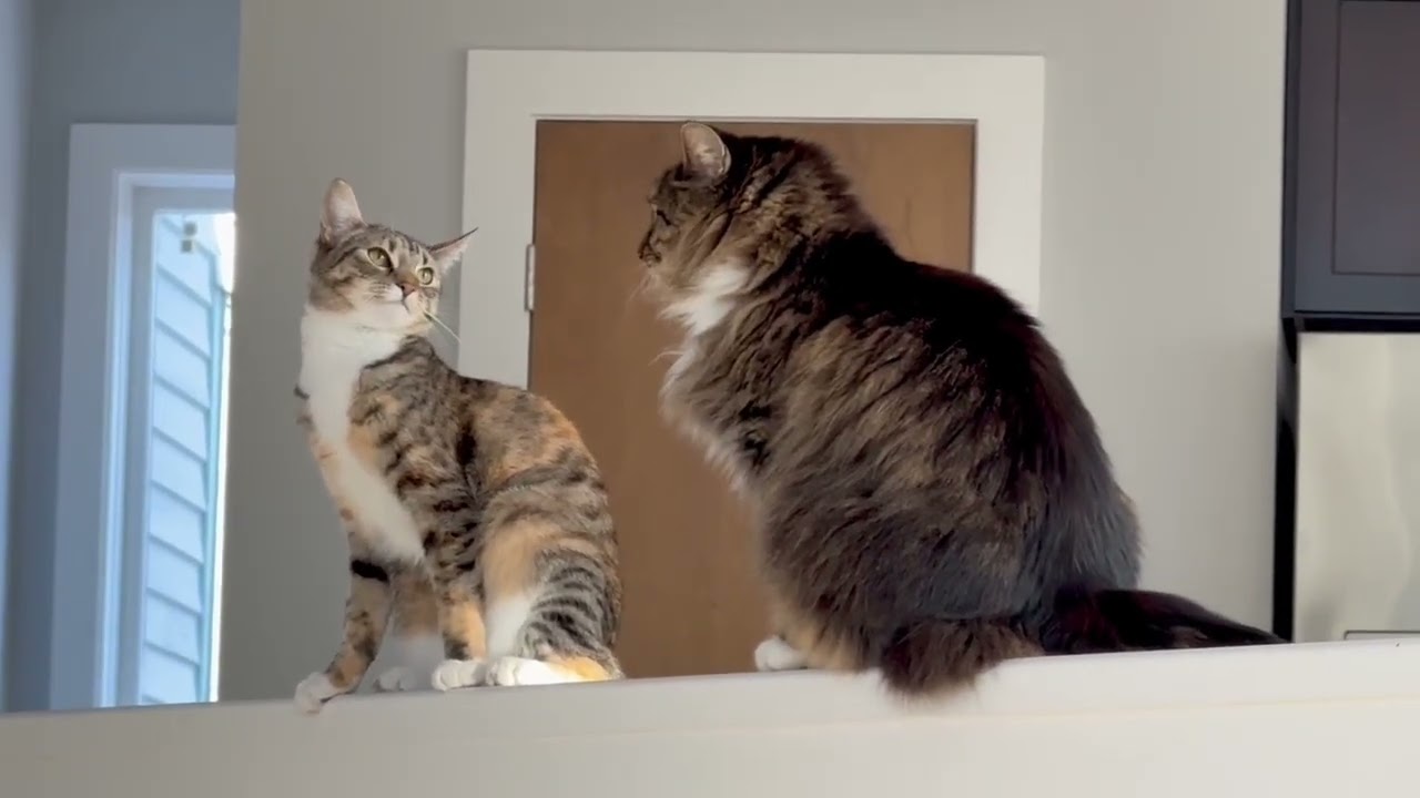 Барли и Гермиона находятся рядом друг с другом (редкость)