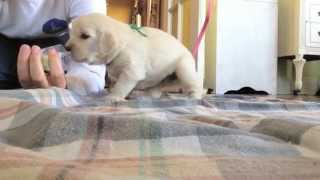 Training a Diabetic Alert Dog  Birth to 8 Months