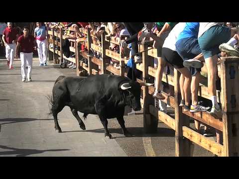 Íscar 2026 Encierro y Capea con Toros Bravos