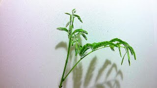 【合歓木】ネムノキの新芽が成長する様子（タイムラプス）/ Growing Mimosa leaves - Time Lapse