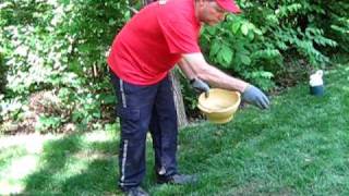 Grow Grass seed on bare spots Plant the easy way