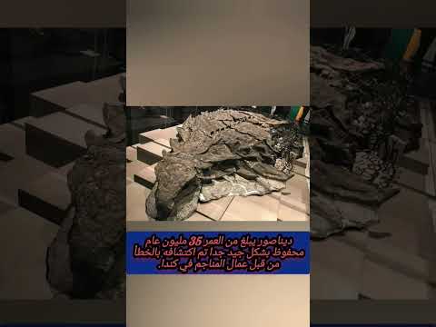 عمال مناجم إكتشفوا بالصدفة ديناصور عمره أكثر من 35 مليون سنة