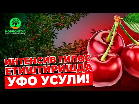 Video: Gilos Olxo'ri (rus Olxo'ri - 1) Etishtirish