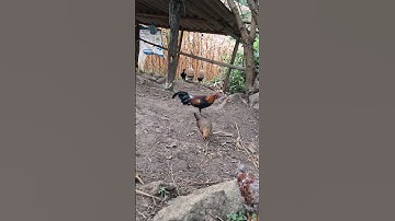 gà rừng tơ siêu đẹp.qaib qus zoo nkauj