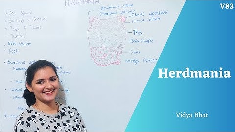 Herdmania | Sea-squirt | General character of herdmania | Urochordata | Morphology of herdmania