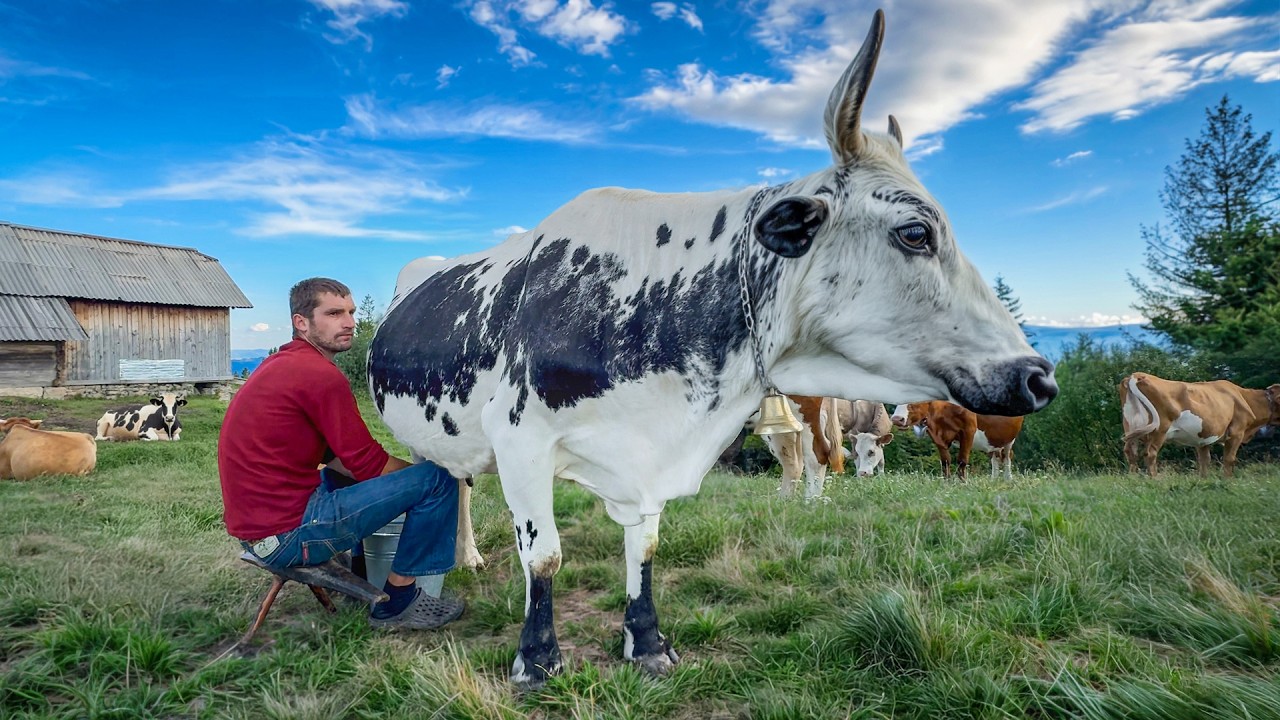 Traditional Carpathian Cheese Making in the Mountains