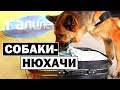 Галилео | Собаки-нюхачи 👃🐕 [Sniffer dogs]