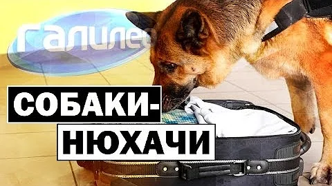 Галилео | Как собаки ищут наркотики? 👃🐕 [Sniffer dogs]