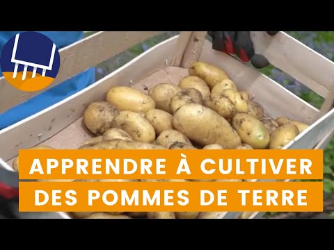 Vidéo: Pouvez-vous tailler les plants de pommes de terre : croissance et taille des plants de pommes de terre