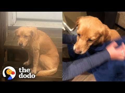 Wideo: Najważniejsza rzecz w walce, aby pomóc psom w potrzebie