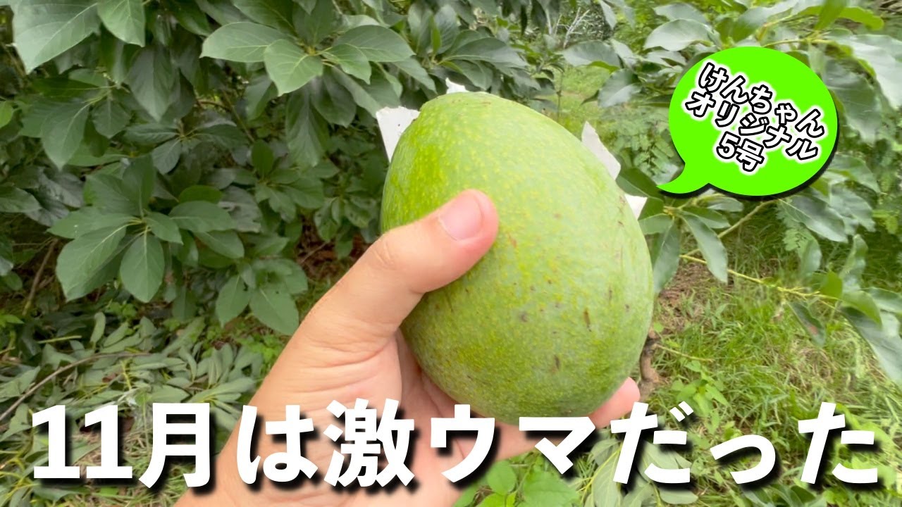Avocado] I tried eating the fruit grown from a seed after 4 years