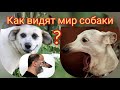 Как видят мир собаки?