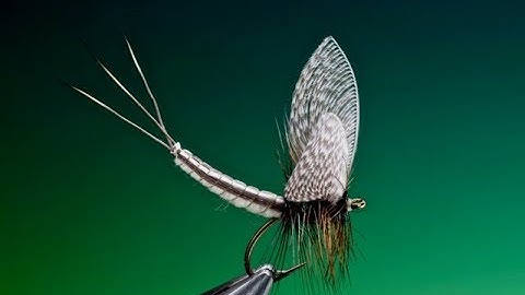 Fly Tying extended mayfly dry fly body tutorial with Barry Ord Clarke
