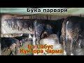 БО САБУС КУНЧОРА ЧАРМА ТАРБИЯИ БУКА УСУЛИ ХУБИ ЧОРВО ПАРВАРИ ФЕРМА ,, AMAZING,,